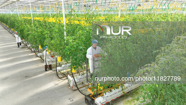 A worker picks small colored tomatoes in a smart greenhouse at Shuimu Vegetable factory in Longsheng village, Fuxi sub-district, Deqing coun...