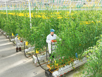 A worker picks small colored tomatoes in a smart greenhouse at Shuimu Vegetable factory in Longsheng village, Fuxi sub-district, Deqing coun...