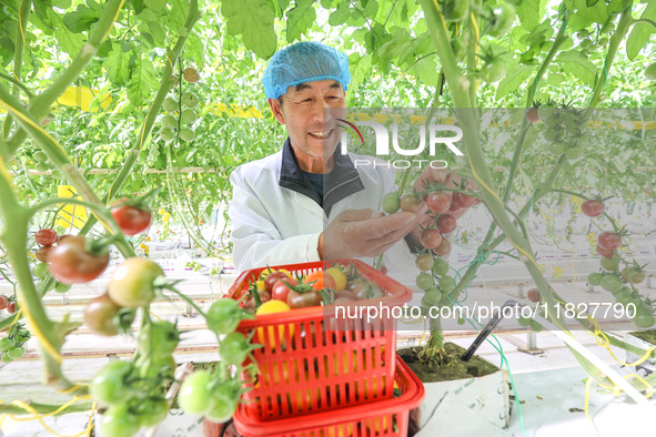 A worker picks small colored tomatoes in a smart greenhouse at Shuimu Vegetable factory in Longsheng village, Fuxi sub-district, Deqing coun...