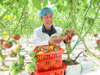 A worker picks small colored tomatoes in a smart greenhouse at Shuimu Vegetable factory in Longsheng village, Fuxi sub-district, Deqing coun...