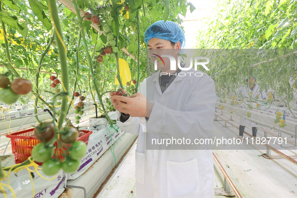 A worker picks small colored tomatoes in a smart greenhouse at Shuimu Vegetable factory in Longsheng village, Fuxi sub-district, Deqing coun...