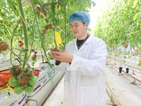 A worker picks small colored tomatoes in a smart greenhouse at Shuimu Vegetable factory in Longsheng village, Fuxi sub-district, Deqing coun...