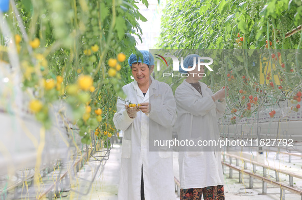 A worker picks small colored tomatoes in a smart greenhouse at Shuimu Vegetable factory in Longsheng village, Fuxi sub-district, Deqing coun...