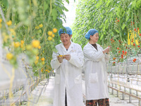 A worker picks small colored tomatoes in a smart greenhouse at Shuimu Vegetable factory in Longsheng village, Fuxi sub-district, Deqing coun...