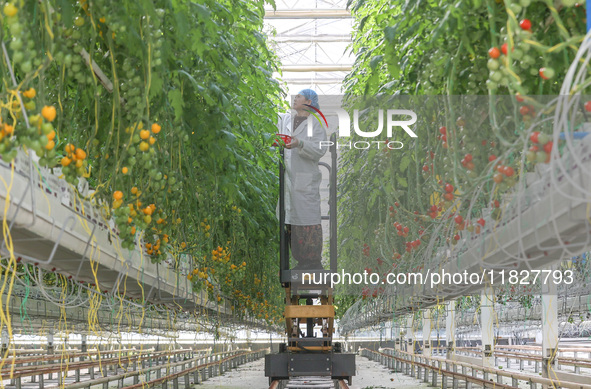 A worker picks small colored tomatoes in a smart greenhouse at Shuimu Vegetable factory in Longsheng village, Fuxi sub-district, Deqing coun...