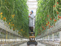 A worker picks small colored tomatoes in a smart greenhouse at Shuimu Vegetable factory in Longsheng village, Fuxi sub-district, Deqing coun...