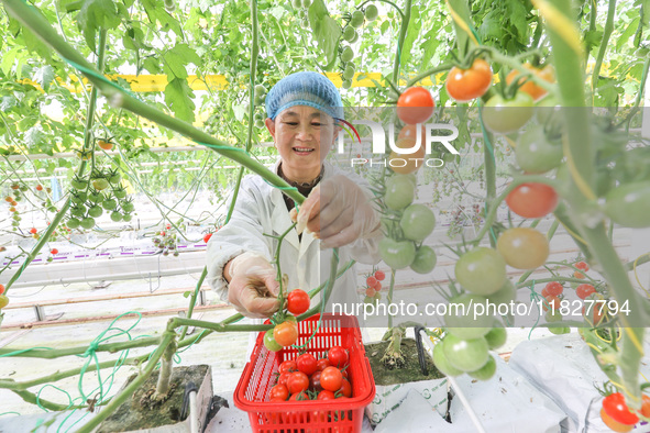 A worker picks small colored tomatoes in a smart greenhouse at Shuimu Vegetable factory in Longsheng village, Fuxi sub-district, Deqing coun...