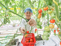 A worker picks small colored tomatoes in a smart greenhouse at Shuimu Vegetable factory in Longsheng village, Fuxi sub-district, Deqing coun...