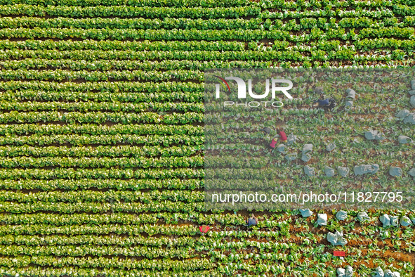 Farmers harvest Chinese cabbage at Suncun vegetable base in Yantai, China, on December 2, 2024. 