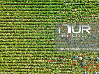 Farmers harvest Chinese cabbage at Suncun vegetable base in Yantai, China, on December 2, 2024. (