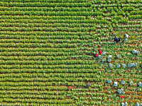 Farmers harvest Chinese cabbage at Suncun vegetable base in Yantai, China, on December 2, 2024. (