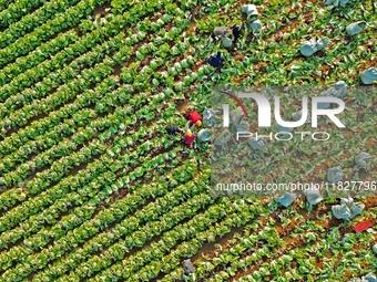 Farmers harvest Chinese cabbage at Suncun vegetable base in Yantai, China, on December 2, 2024. (