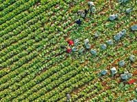 Farmers harvest Chinese cabbage at Suncun vegetable base in Yantai, China, on December 2, 2024. (