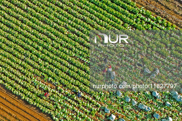 Farmers harvest Chinese cabbage at Suncun vegetable base in Yantai, China, on December 2, 2024. 