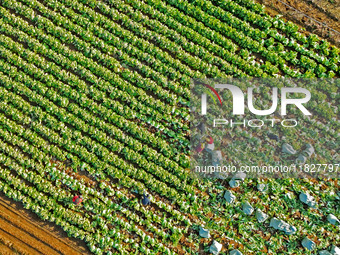 Farmers harvest Chinese cabbage at Suncun vegetable base in Yantai, China, on December 2, 2024. (