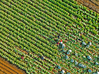 Farmers harvest Chinese cabbage at Suncun vegetable base in Yantai, China, on December 2, 2024. (