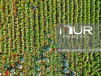 Farmers harvest Chinese cabbage at Suncun vegetable base in Yantai, China, on December 2, 2024. (