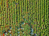 Farmers harvest Chinese cabbage at Suncun vegetable base in Yantai, China, on December 2, 2024. (