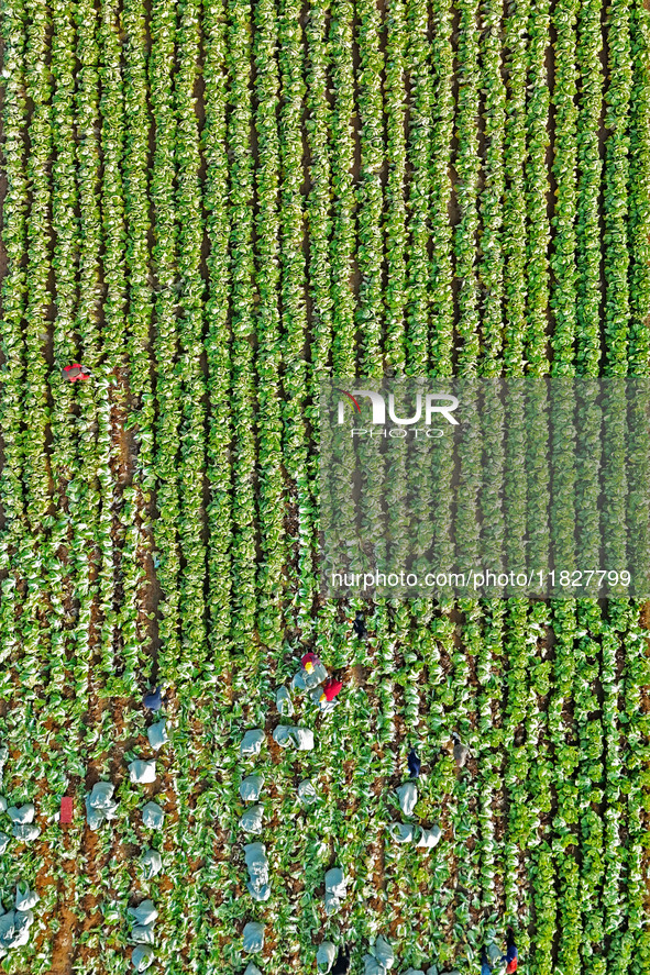 Farmers harvest Chinese cabbage at Suncun vegetable base in Yantai, China, on December 2, 2024. 