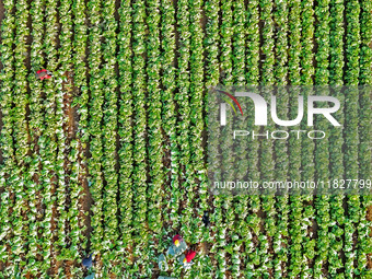 Farmers harvest Chinese cabbage at Suncun vegetable base in Yantai, China, on December 2, 2024. (