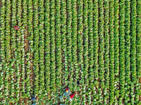 Farmers harvest Chinese cabbage at Suncun vegetable base in Yantai, China, on December 2, 2024. (