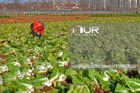 Farmers harvest Chinese cabbage at Suncun vegetable base in Yantai, China, on December 2, 2024. 