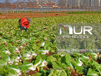 Farmers harvest Chinese cabbage at Suncun vegetable base in Yantai, China, on December 2, 2024. (