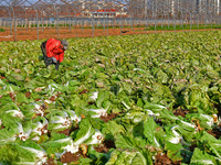 Farmers harvest Chinese cabbage at Suncun vegetable base in Yantai, China, on December 2, 2024. (