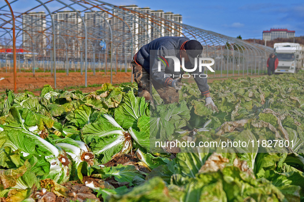 Farmers harvest Chinese cabbage at Suncun vegetable base in Yantai, China, on December 2, 2024. 