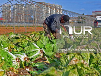 Farmers harvest Chinese cabbage at Suncun vegetable base in Yantai, China, on December 2, 2024. (