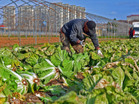 Farmers harvest Chinese cabbage at Suncun vegetable base in Yantai, China, on December 2, 2024. (