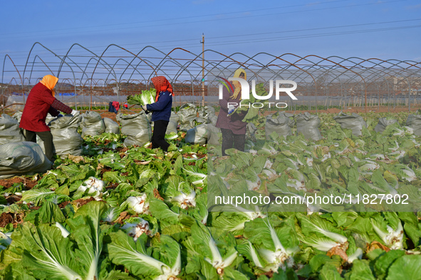 Farmers harvest Chinese cabbage at Suncun vegetable base in Yantai, China, on December 2, 2024. 