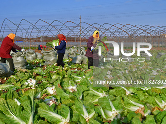 Farmers harvest Chinese cabbage at Suncun vegetable base in Yantai, China, on December 2, 2024. (