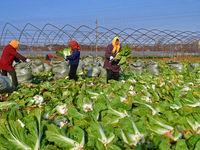 Farmers harvest Chinese cabbage at Suncun vegetable base in Yantai, China, on December 2, 2024. (