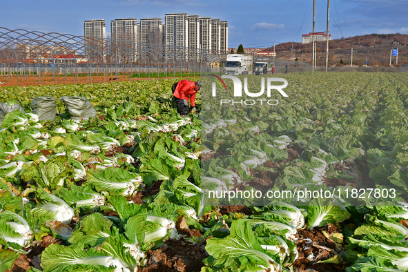 Farmers harvest Chinese cabbage at Suncun vegetable base in Yantai, China, on December 2, 2024. 