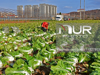 Farmers harvest Chinese cabbage at Suncun vegetable base in Yantai, China, on December 2, 2024. (