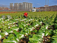 Farmers harvest Chinese cabbage at Suncun vegetable base in Yantai, China, on December 2, 2024. (