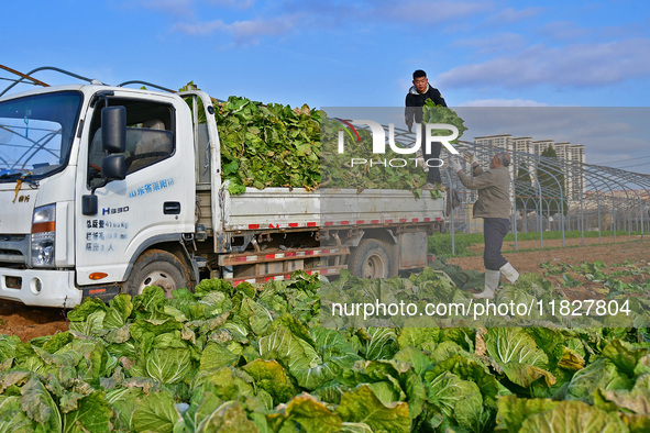 Farmers load a truck with harvested Chinese cabbage at Suncun vegetable base in Yantai, China, on December 2, 2024. 