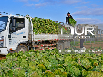 Farmers load a truck with harvested Chinese cabbage at Suncun vegetable base in Yantai, China, on December 2, 2024. (