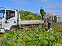 Farmers load a truck with harvested Chinese cabbage at Suncun vegetable base in Yantai, China, on December 2, 2024. (