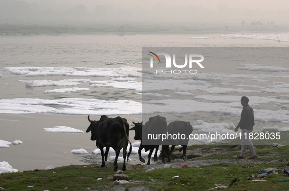 A buffalo herder pushes his cattle towards the Yamuna River filled with toxic foam in New Delhi, India, on November 7, 2024. 