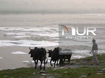 A buffalo herder pushes his cattle towards the Yamuna River filled with toxic foam in New Delhi, India, on November 7, 2024. (