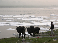 A buffalo herder pushes his cattle towards the Yamuna River filled with toxic foam in New Delhi, India, on November 7, 2024. (