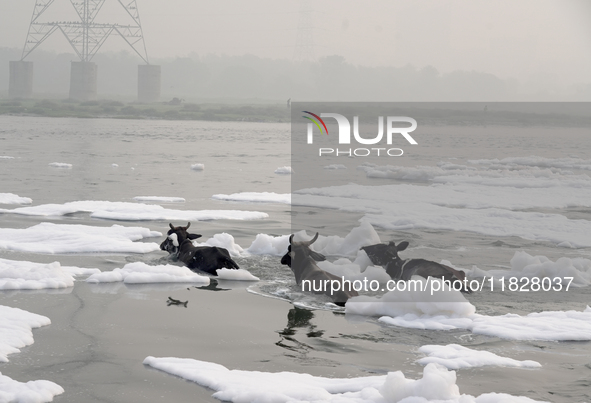 Buffaloes cross the Yamuna River filled with toxic foam in New Delhi, India, on November 7, 2024. 