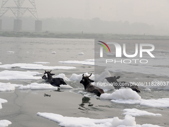 Buffaloes cross the Yamuna River filled with toxic foam in New Delhi, India, on November 7, 2024. (