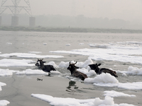 Buffaloes cross the Yamuna River filled with toxic foam in New Delhi, India, on November 7, 2024. (