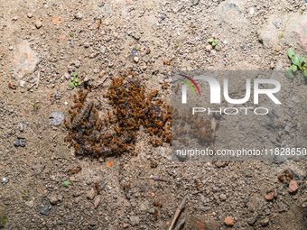 Trichomyrmex destructor is a species of ant in the subfamily Myrmicinae. Its common names include destructive trailing ant or Singapore ant....