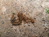 Trichomyrmex destructor is a species of ant in the subfamily Myrmicinae. Its common names include destructive trailing ant or Singapore ant....