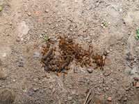 Trichomyrmex Destructor Is A Species Of Ant In The Subfamily Myrmicinae. Its Common Names Include Destructive Trailing Ant Or Singapore Ant....