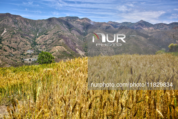 A wheat field is in Sainji Village in Mussoorie, Uttarakhand, India, on April 18, 2024. 